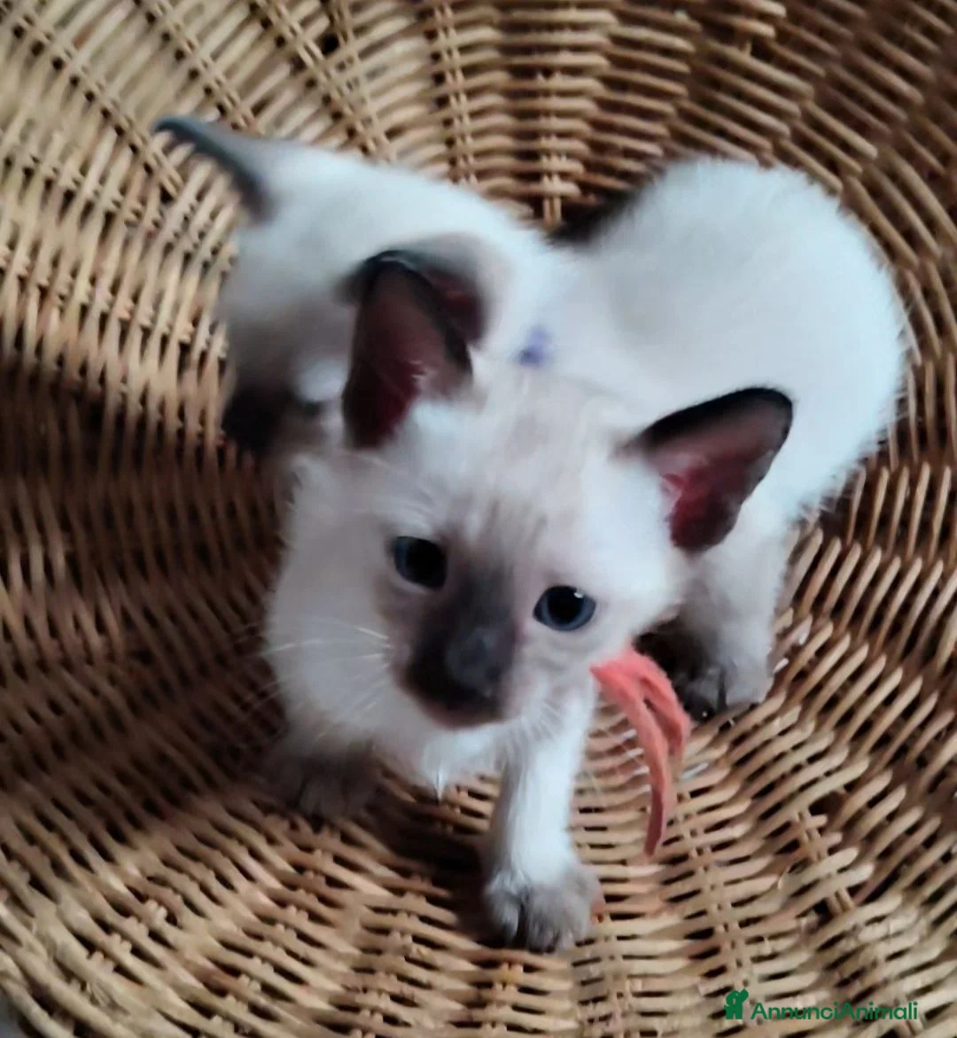 Thai gatti in vendita: Siamese tradizionale, Thai microchip Pedigree  - Annuncio 1