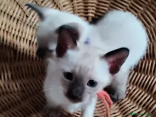 Thai gatti Siamese tradizionale, Thai microchip Pedigree - Annuncio 17