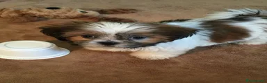 Shih Tzu Cucciolo 2