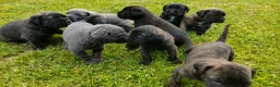 Cane Corso cani in vendita: Splendidi cuccioli di Cane Corso  a Provincia di Padova - Annuncio 2