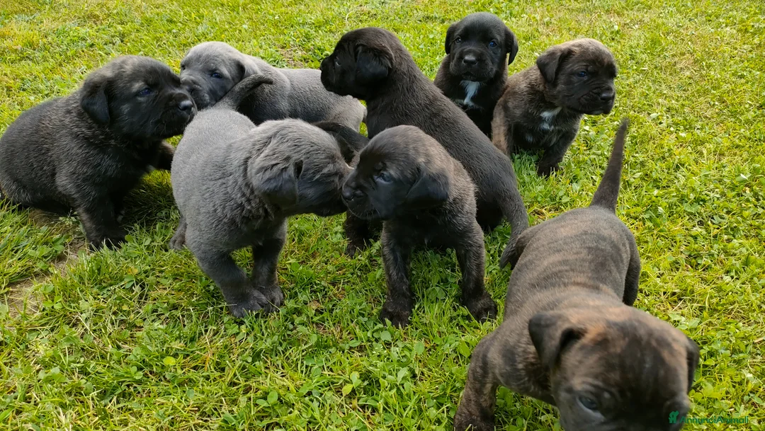 Cane Corso cani in vendita: Splendidi cuccioli di Cane Corso  a Provincia di Padova - Annuncio 2