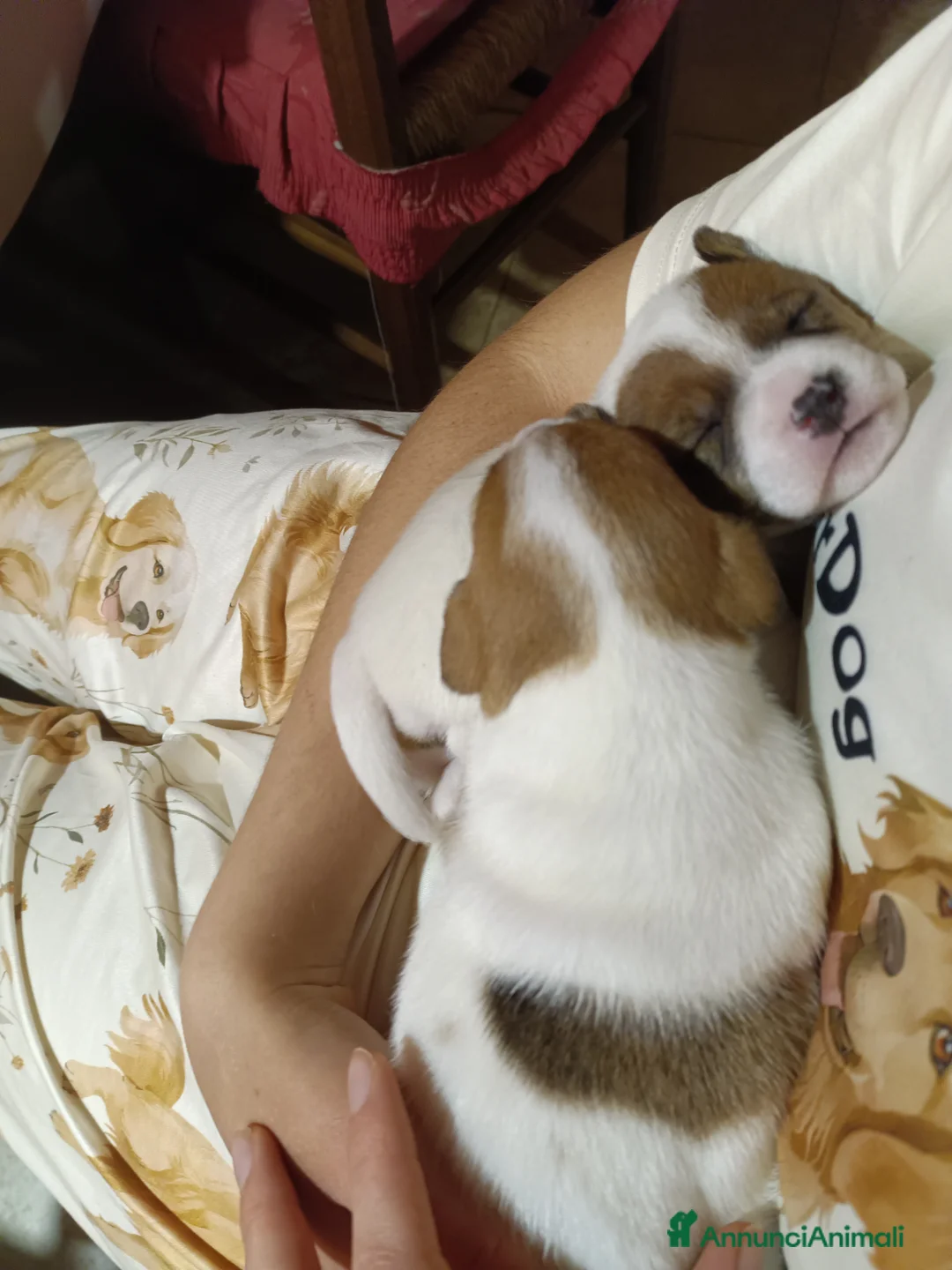 Jack Russell cani in vendita: Jack Russel cucciole  - Annuncio 2