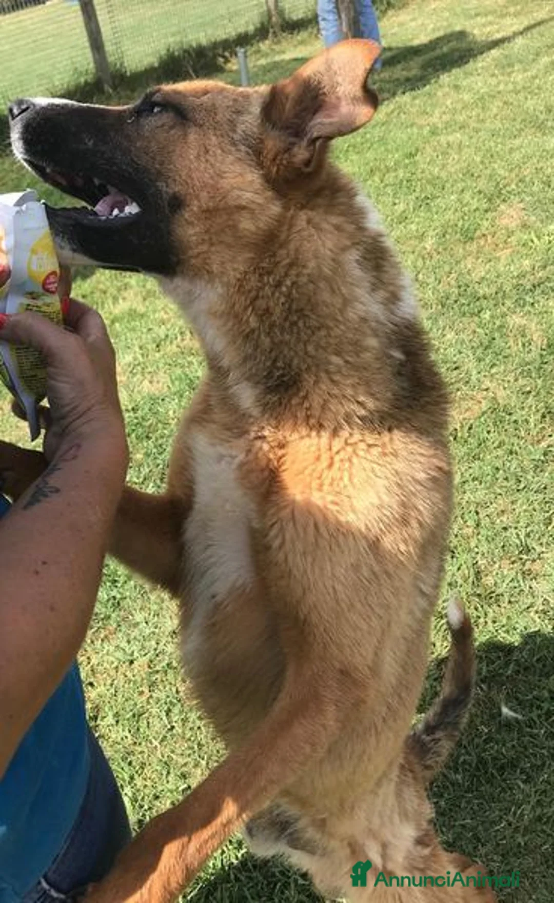 Meticcio cani in regalo: VAN, cucciolone con una stella sul dorso - Annuncio 6
