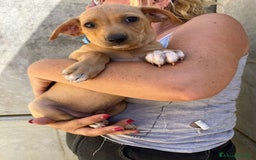 Meticcio cani in regalo: Argo, Peter & Rudy, 60 giorni a Provincia di Bergamo - Immagine 8