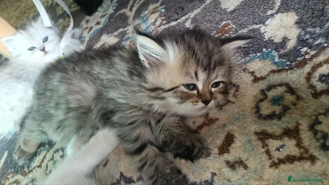 Persiano gatti in vendita:  Persiano CHINCHILLA' white e Golden tabby  - Annuncio 12