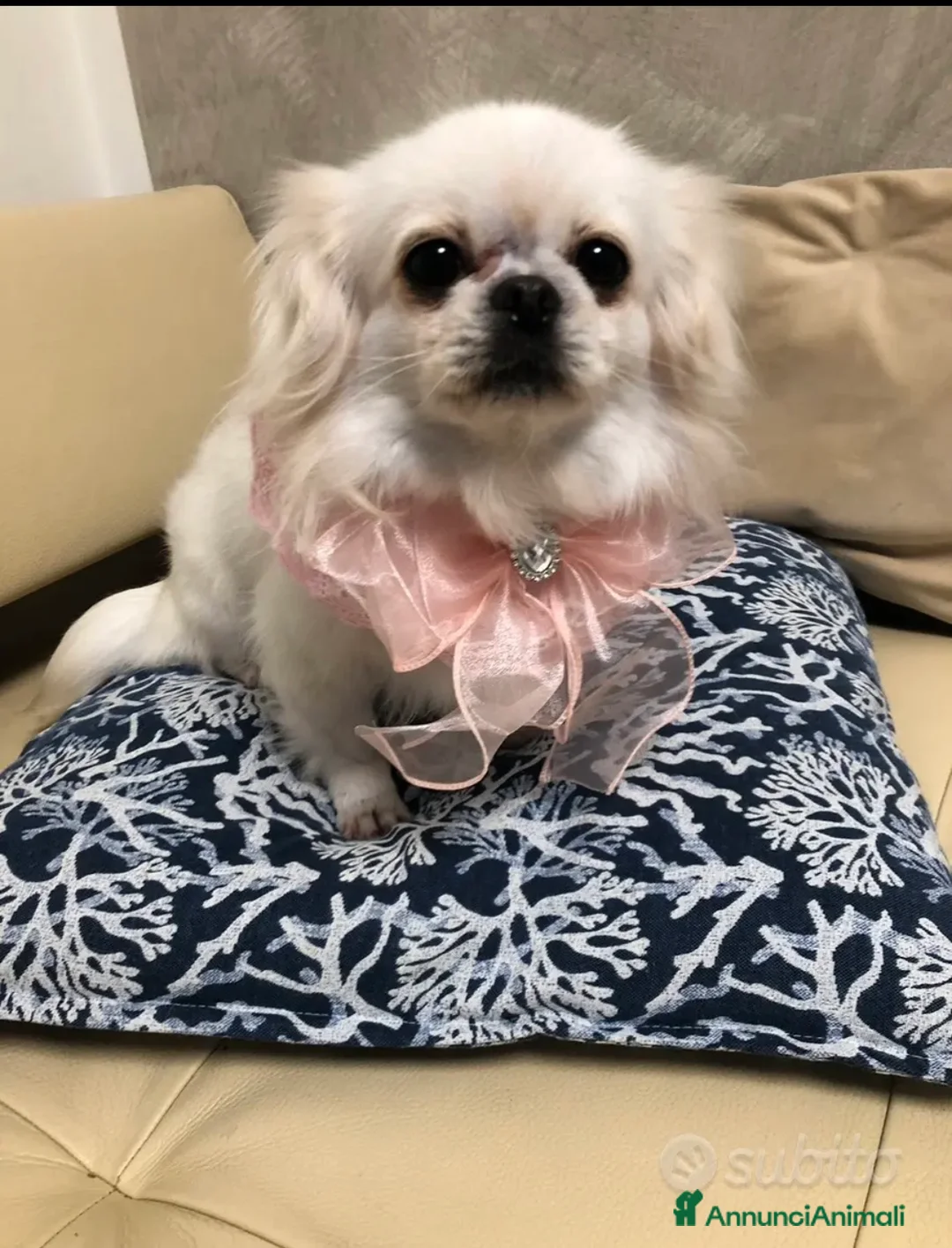 Chihuahua cani in vendita: Chihuahua femmina a pelo lungo  - Annuncio 2