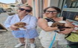 Bassotto cani in vendita: Cucciolo di Bassotto nano a pelo lungo a Città Metropolitana di Genova - Immagine 9