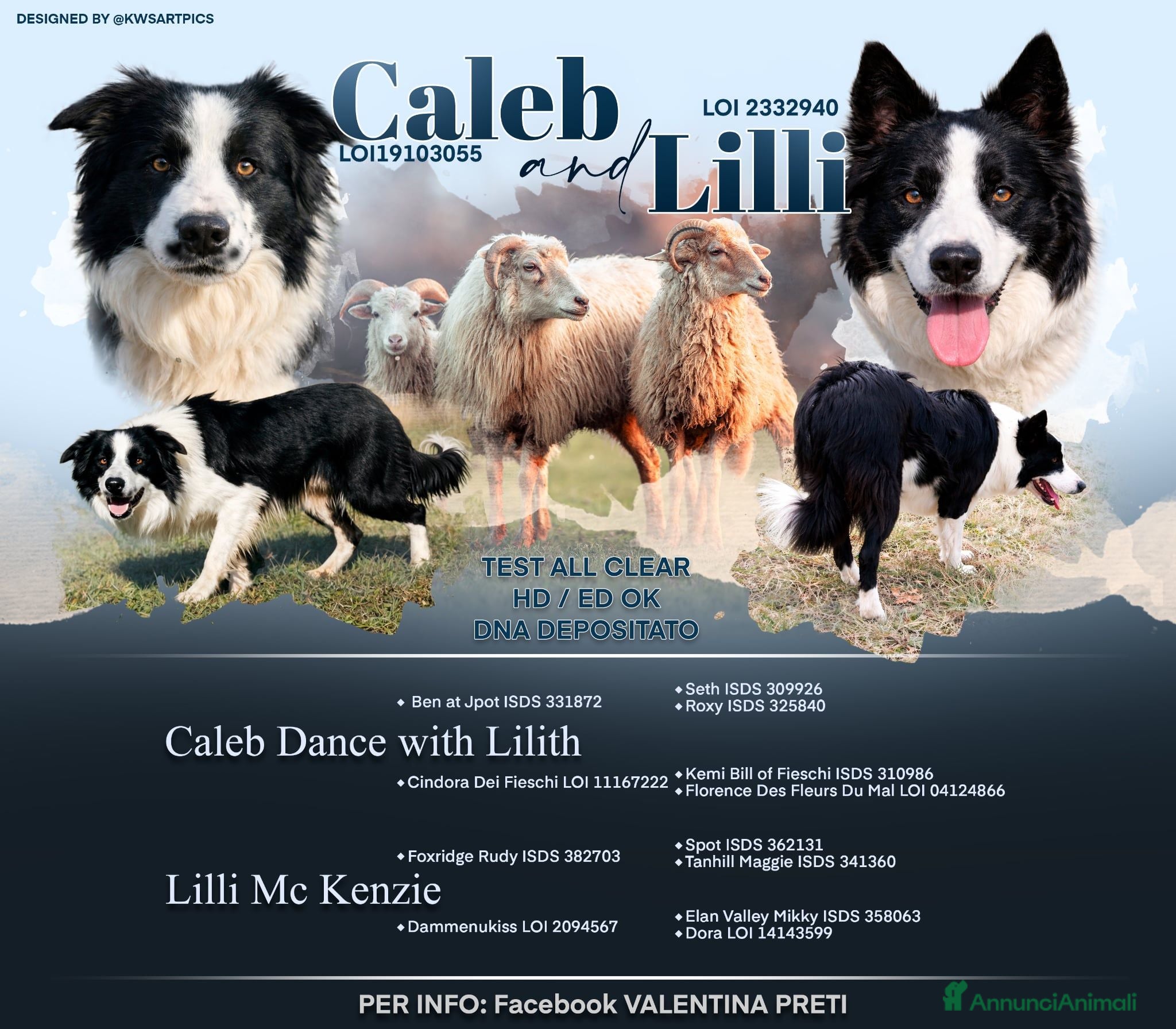 Border Collie cani Border collie linea da lavoro - Annuncio 14