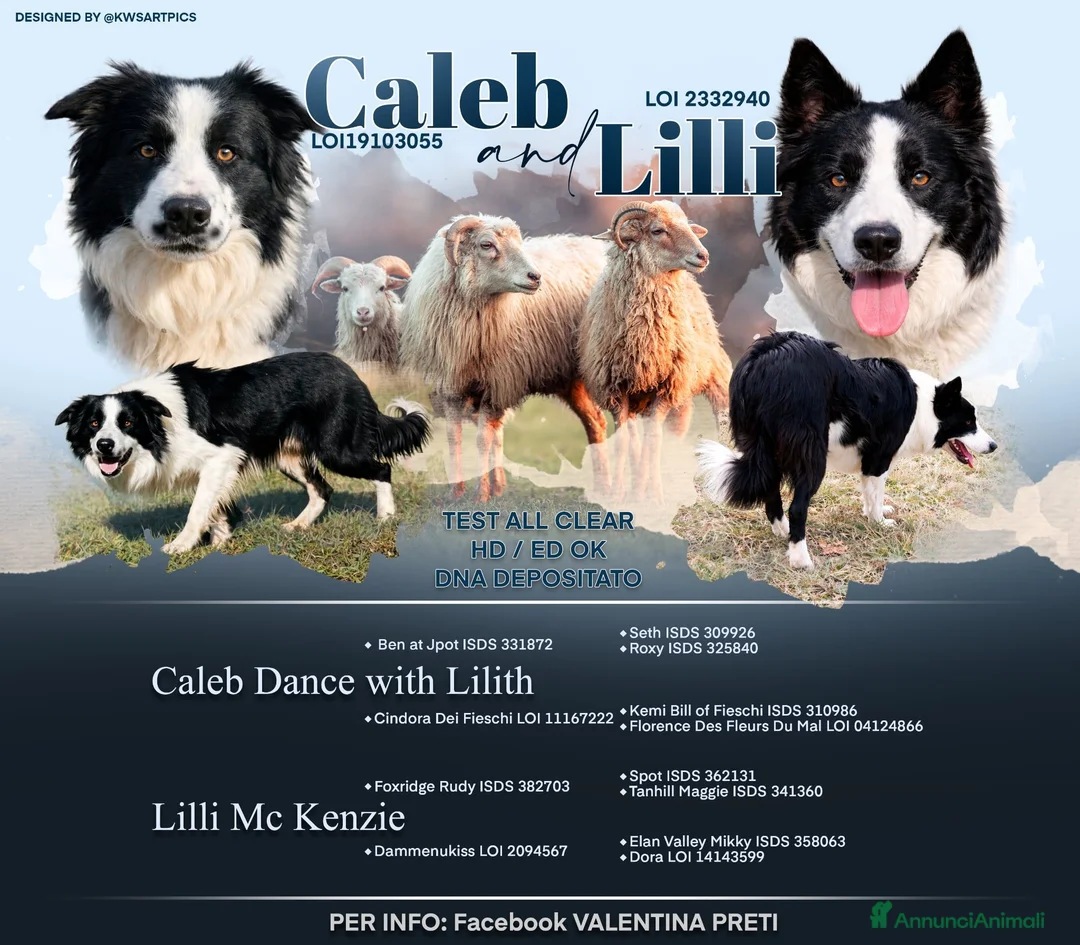 Border Collie cani in vendita: Border collie linea da lavoro - Annuncio 1