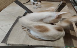 Altre razze gatti in regalo: Cuccioli di gatto  - Annuncio 4