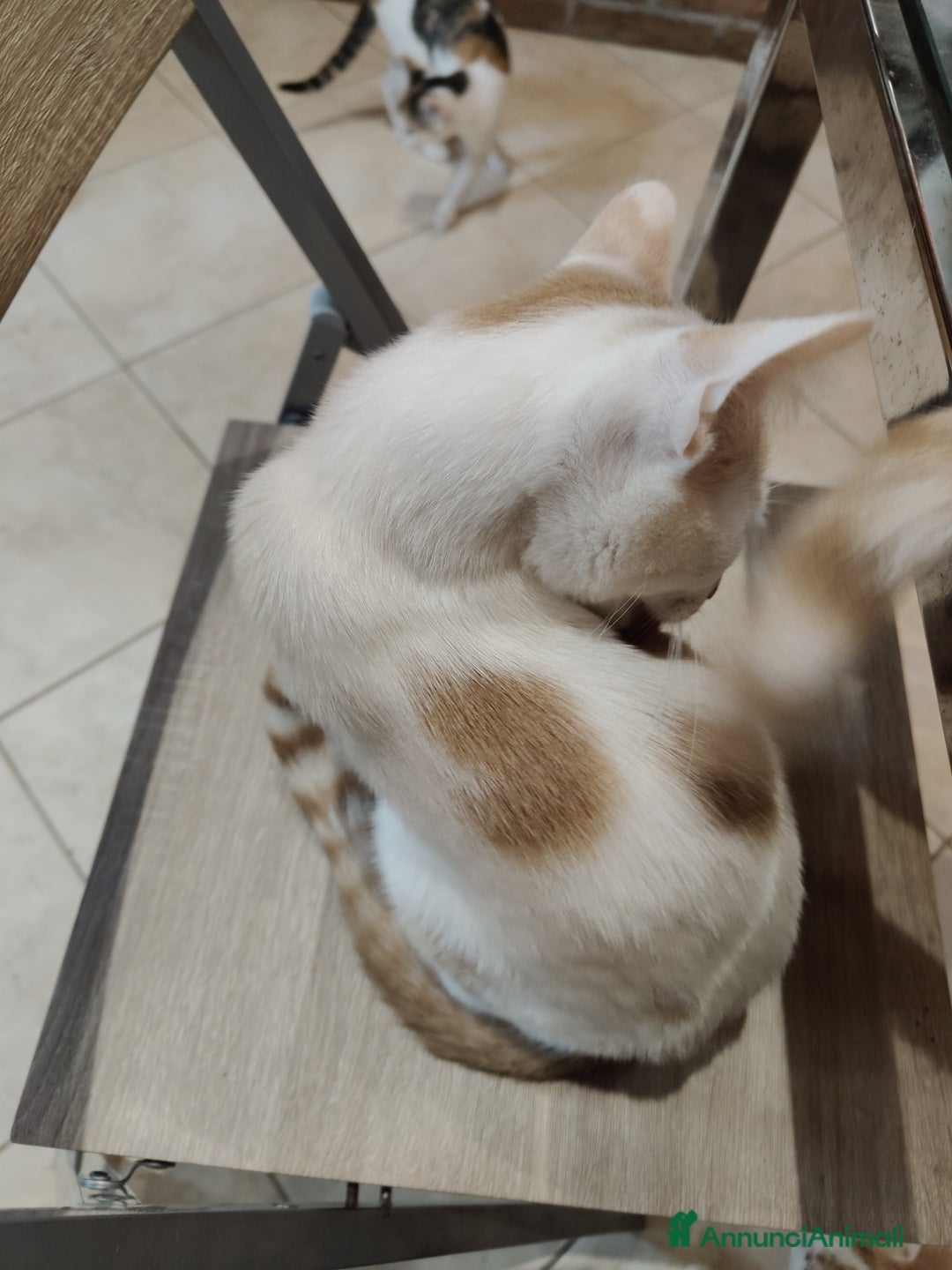 Altre razze gatti in regalo: Cuccioli di gatto  - Annuncio 4