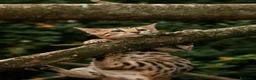 Bengala gatti in vendita: Cuccioli gattini bengale pronti - Annuncio 8