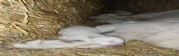 Pastore Maremmano cani in vendita: Cuccioli Pastore maremmano/abruzzese - Annuncio 4