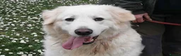Meticcio cani in regalo: IL BELLISSIMO BYRON HA BISOGNO DI UNA FAMIGLIA - Annuncio 1