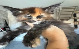 Maine Coon gatti in vendita: Cuccioli di Mainecoon  - Immagine 8