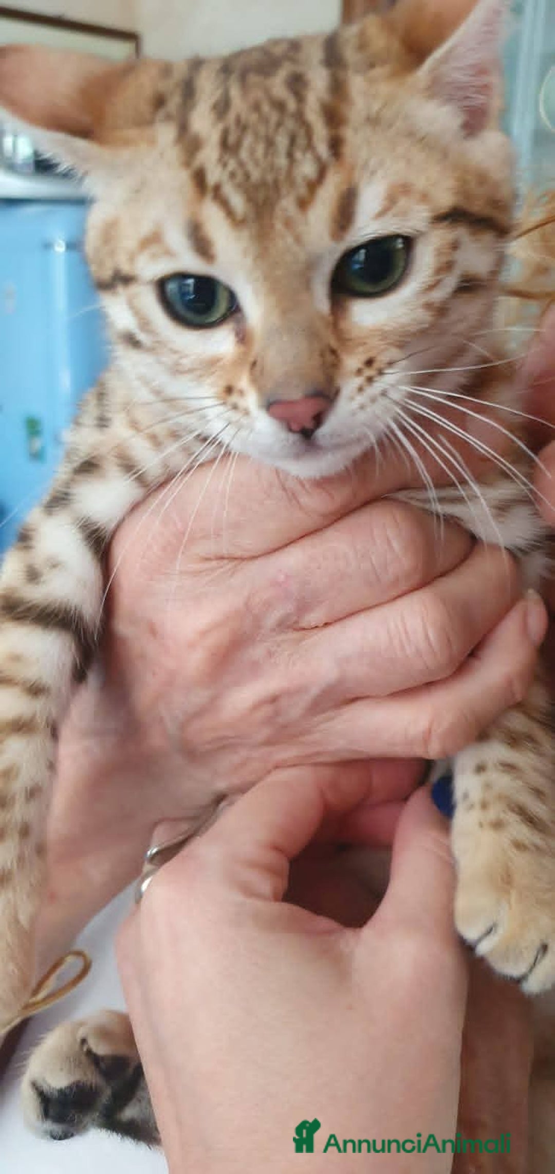 Bengala gatti in vendita: Gattini bengal wild - Annuncio 13