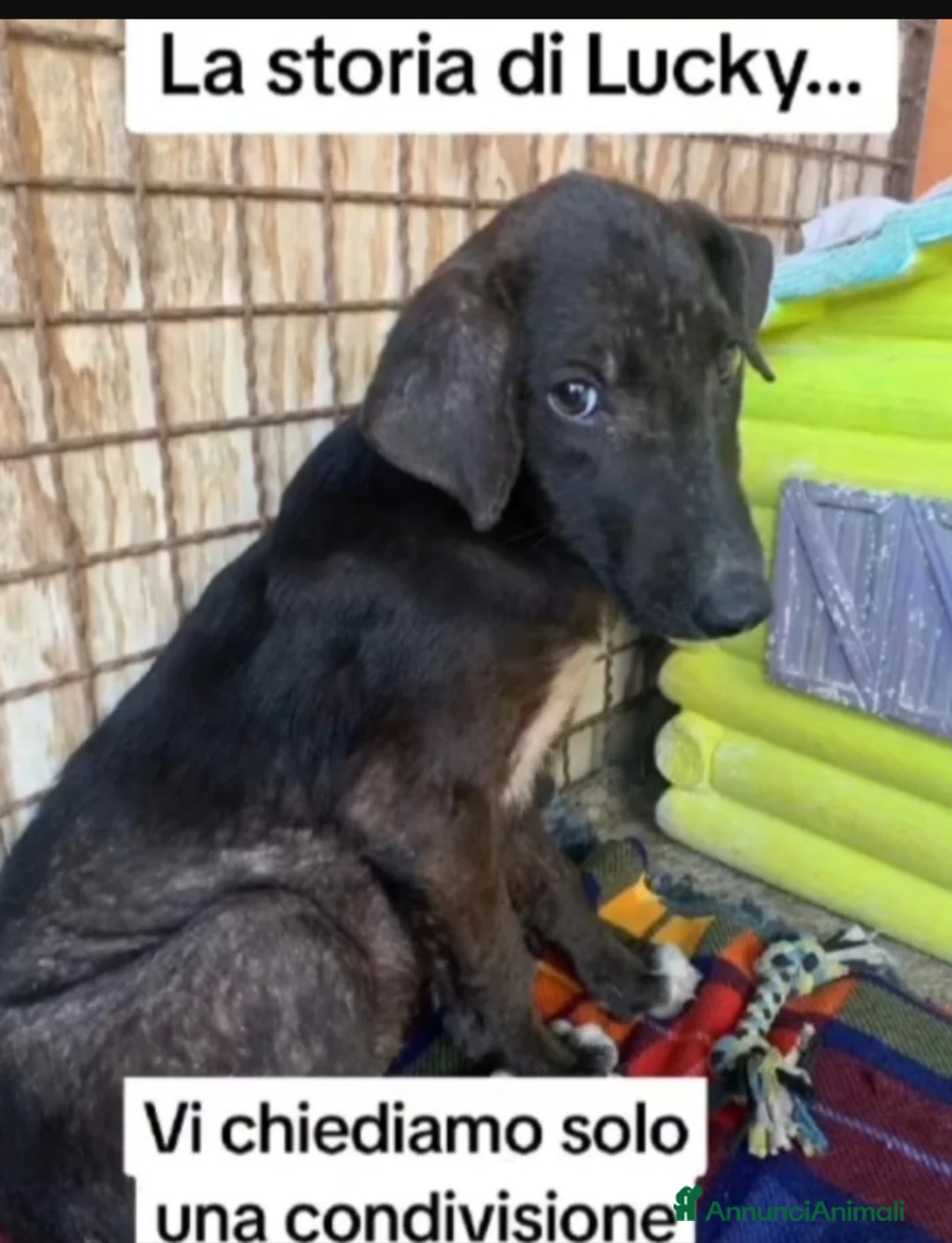 Meticcio cani in regalo: Aky quasi 2anni salito a MILANO oltre 1anno faHELP - Annuncio 8