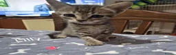 Europeo gatti in regalo: Coppia di gattini fratellini maschio e femmina  - Annuncio 4
