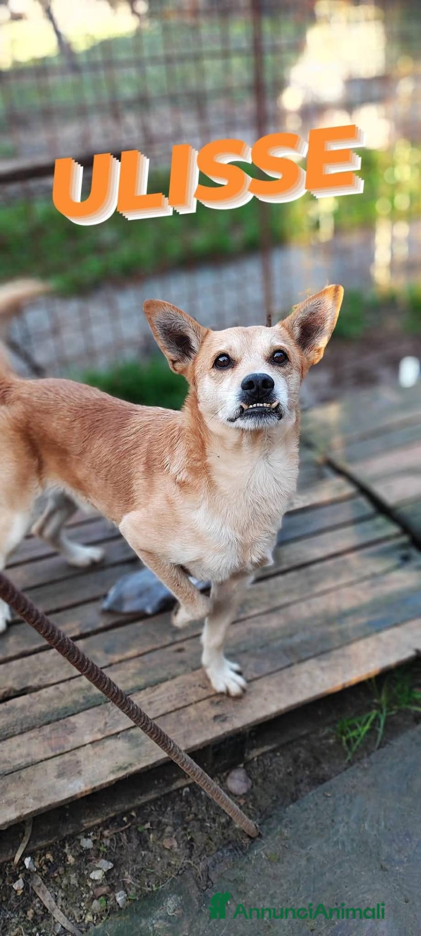 Meticcio cani Ulisse cerca adozione del cuore nessuno lo vuole - Annuncio 35