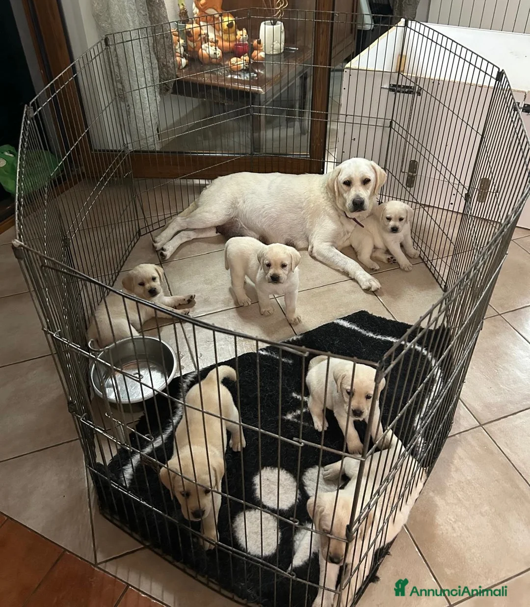 Labrador cani in vendita: Cuccioli di Labrador Miele a Provincia di Massa e Carrara - Annuncio 1