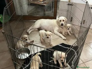 Labrador cani Cuccioli di Labrador Miele - Annuncio 4