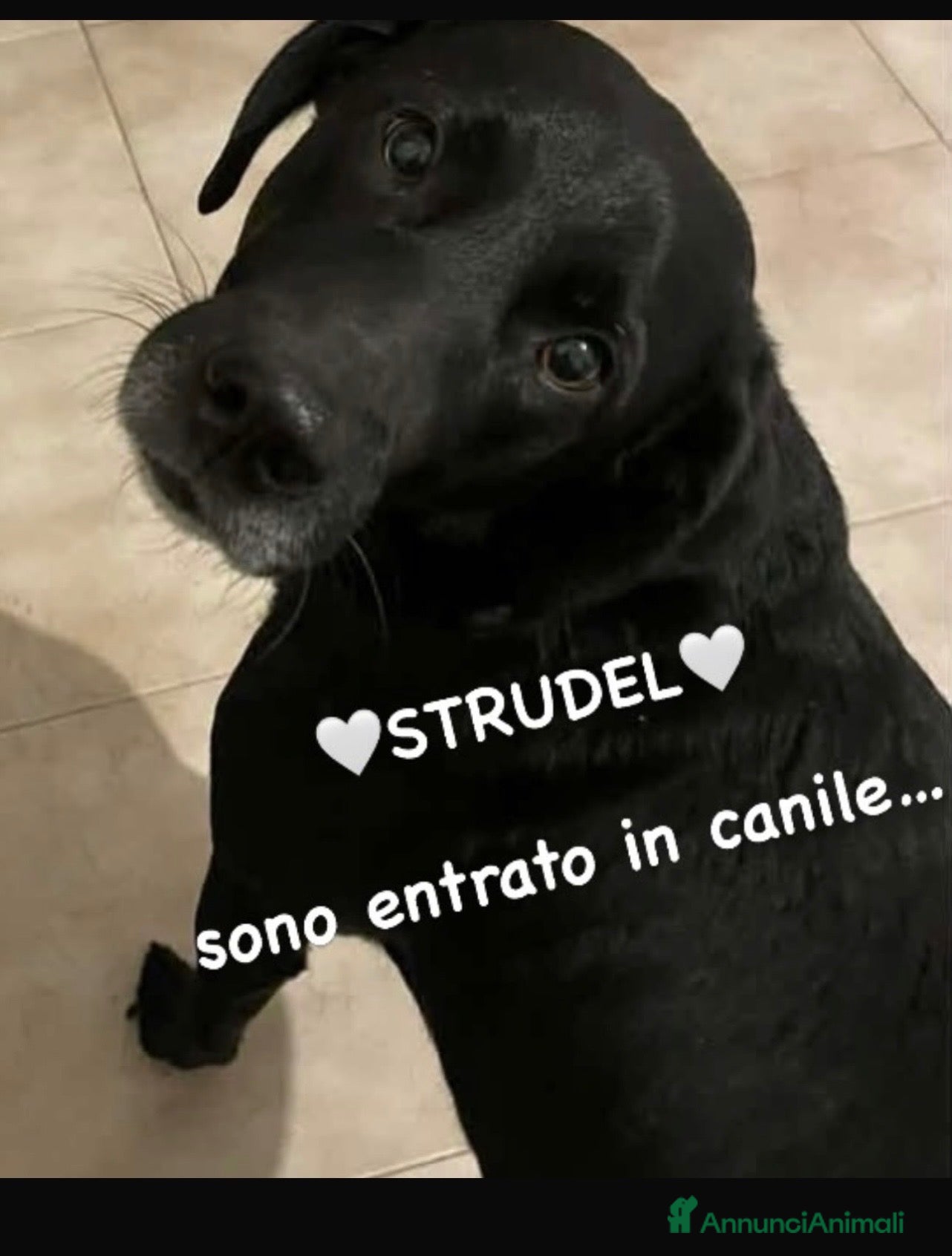 Meticcio cani in regalo: Strudel e’ finito in canile - Annuncio 1