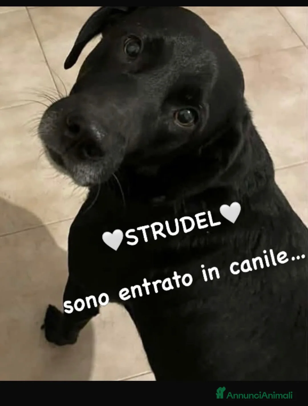Meticcio cani in regalo: Strudel e’ finito in canile a Provincia di Alessandria - Annuncio 1