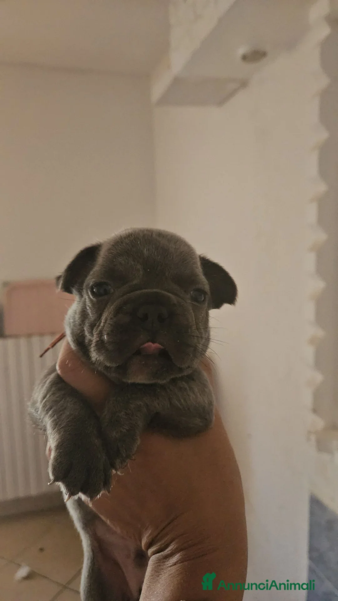 Bulldog Francese cani in vendita: Bulldog Francese esotico  - Annuncio 7