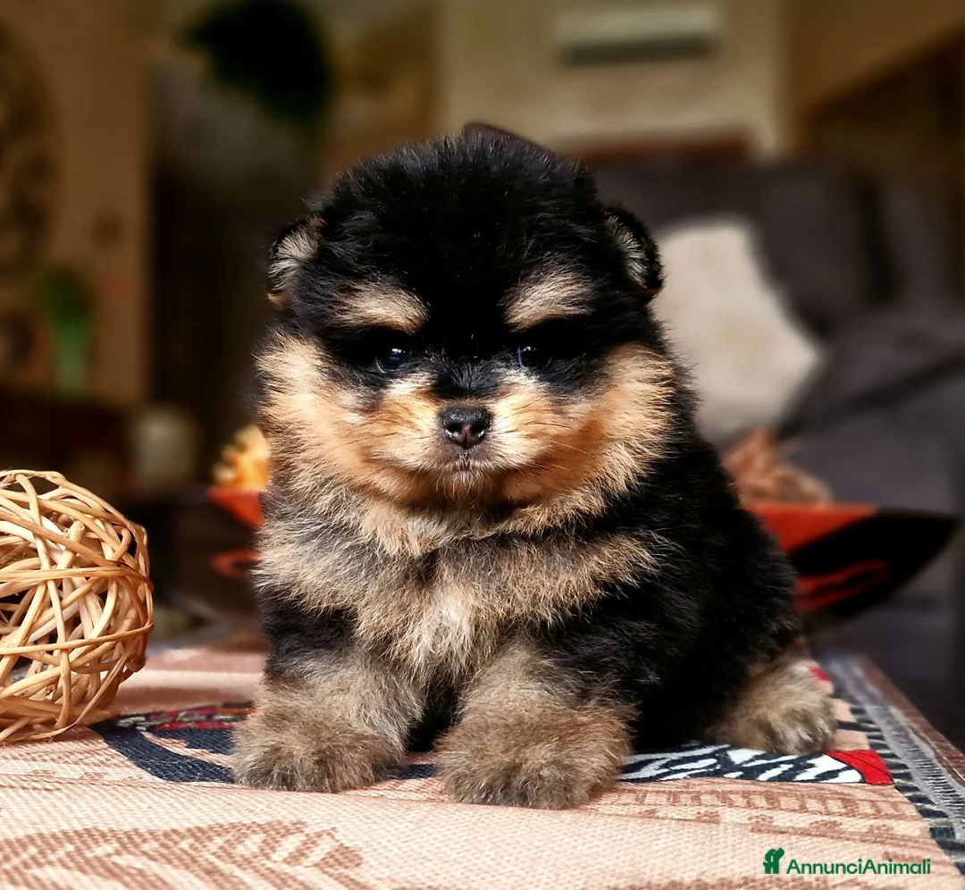 Spitz cani in vendita: Spitz di Pomerania NANO  - Annuncio 1