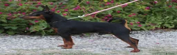 Pinscher Miniatura cani in vendita: Pinscher nano  - Annuncio 11