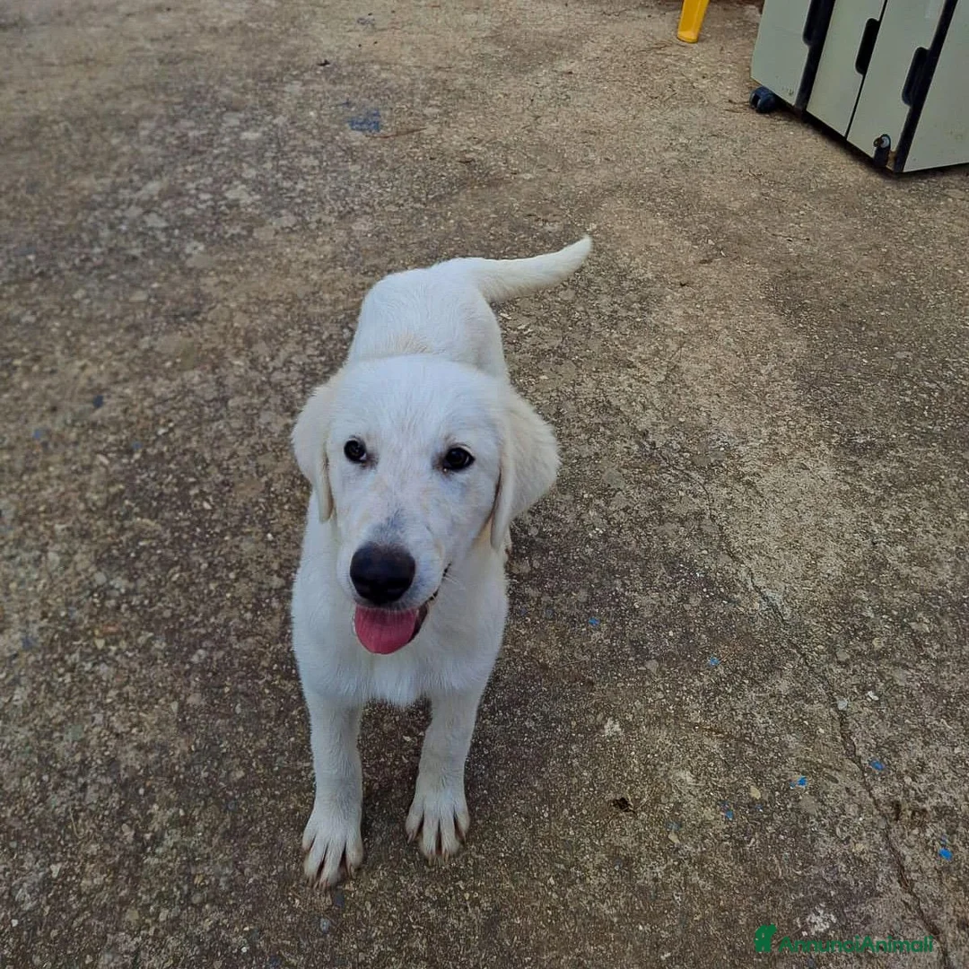 Meticcio cani in regalo: SCAMORZA 💙 UNA NUVOLA CON QUATTRO ZAMPE a Provincia di Piacenza - Annuncio 5