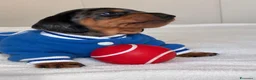 Bassotto cani in vendita: bassottina arlecchino  - Annuncio 5