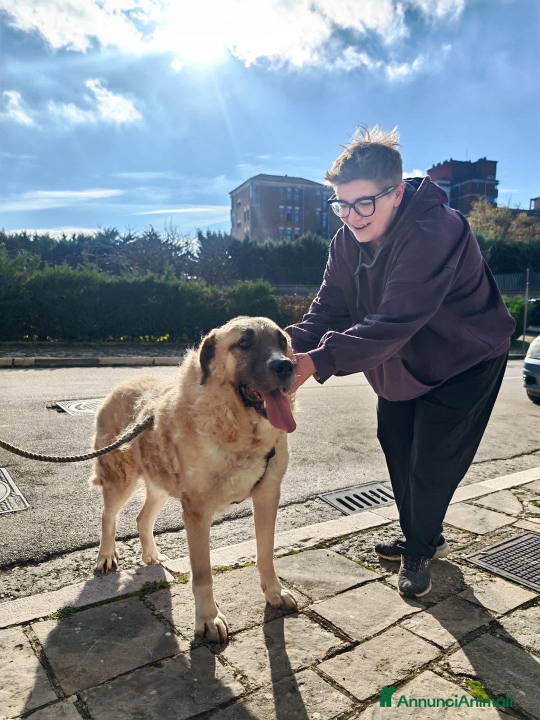 Meticcio cani in regalo: Hulk: gigante buono educato e coccolone  - Annuncio 9