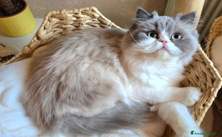 Persiano gatti a Provincia di Vicenza - Annuncio 1