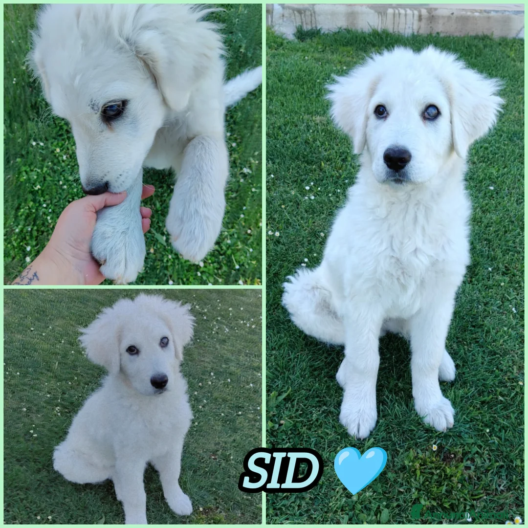 Meticcio cani in regalo: SID ASPETTA UNA MAMMA  - Annuncio 2