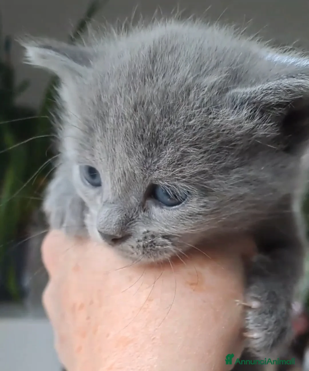 Certosino gatti in vendita: GATTINI CERTOSINI PEDIGREE AFI/WCF - Annuncio 8