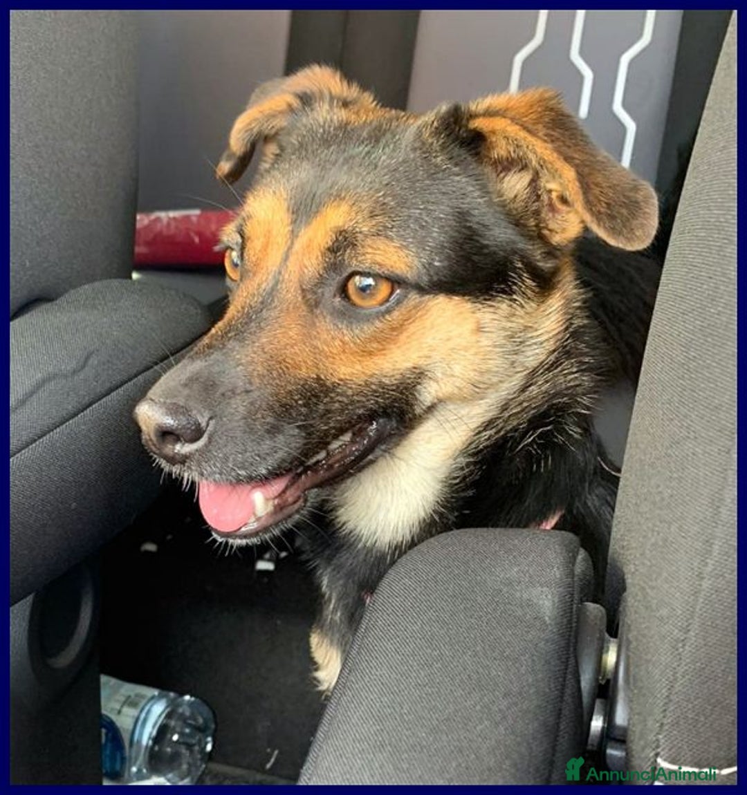 Meticcio cani in regalo: LILLY ed ARGO bravi un po' vagabondi - Annuncio 3