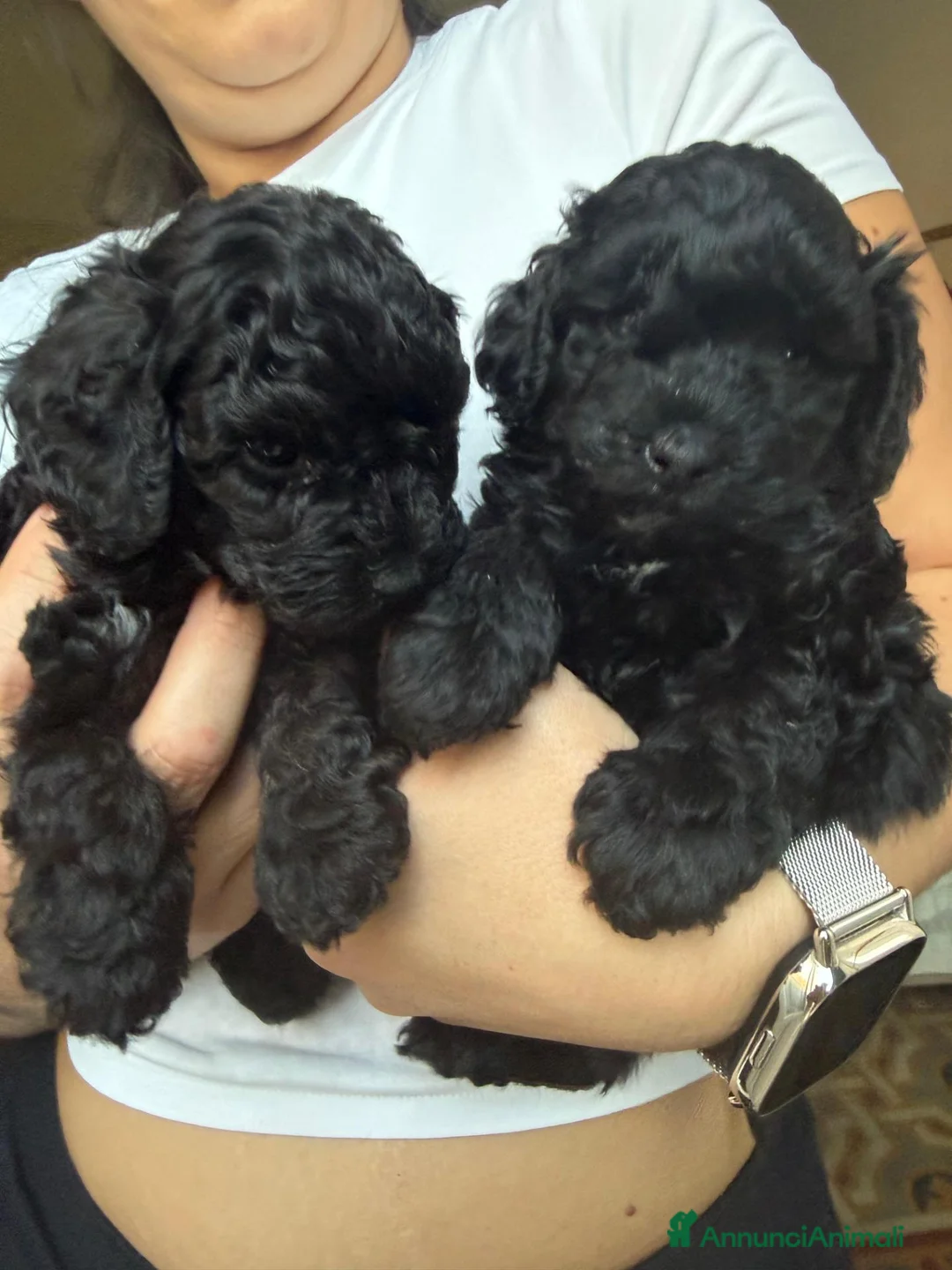 Barboncino Toy cani in vendita: Vendita - Annuncio 5
