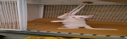 Altre razze gatti in regalo: Tre fratellini cercano casa a Provincia di Bergamo - Annuncio 4