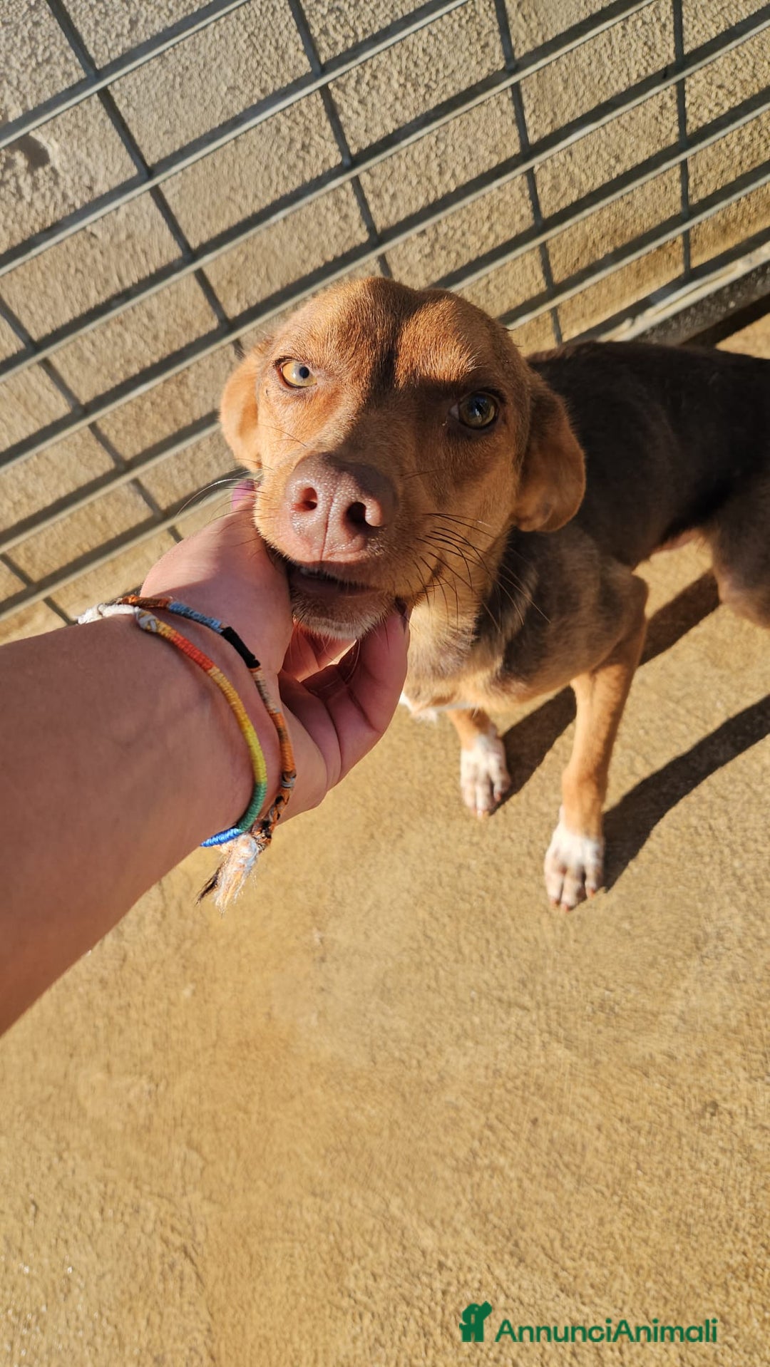 Meticcio cani in regalo: Lupo: cucciolotto taglia piccola socievole  a Città Metropolitana di Genova - Annuncio 22