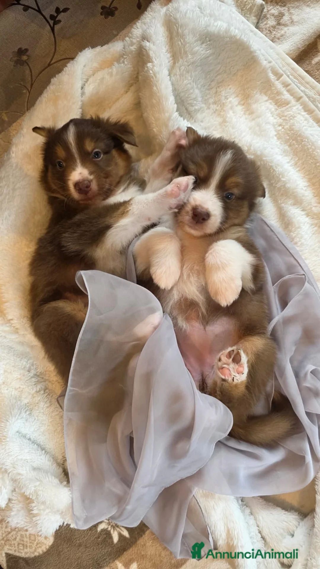Australian Shepherd cani in vendita: Cuccioli Australian Shepherd - Annuncio 3