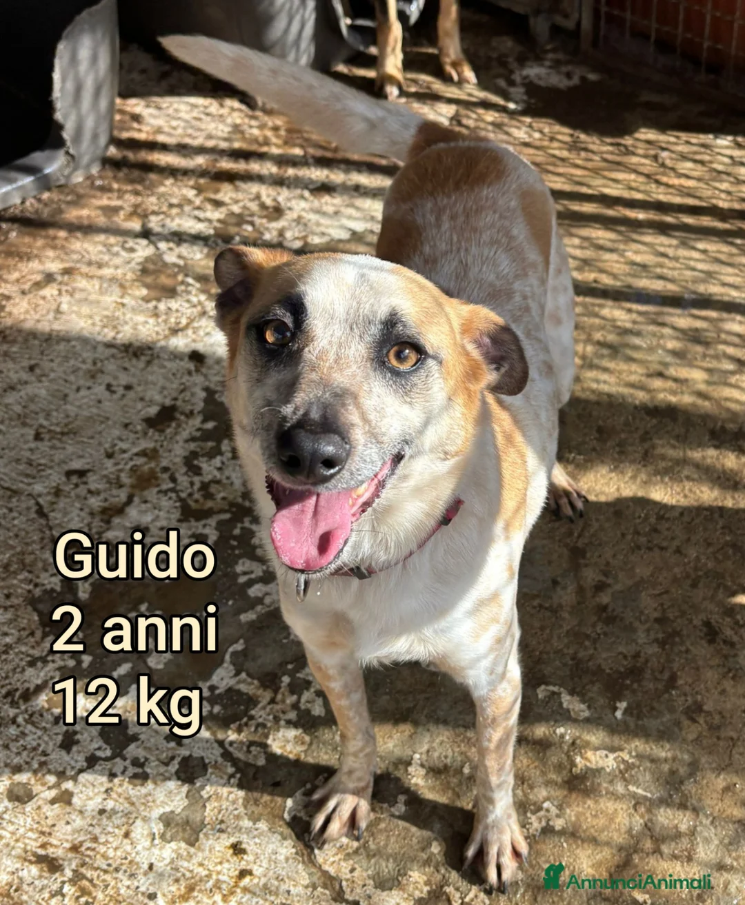 Meticcio cani in regalo: CANI TAGLIA PICCOLA E CONTENUTA  a Provincia di Pistoia - Annuncio 1