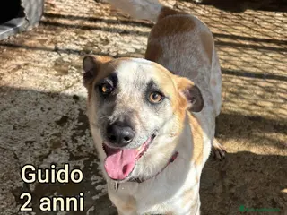 Meticcio cani CANI TAGLIA PICCOLA E CONTENUTA - Annuncio 23