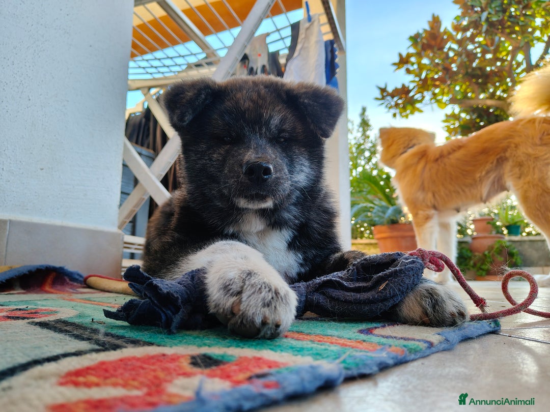 Akita Inu cani in vendita: Cuccioli Akita inu - Annuncio 5