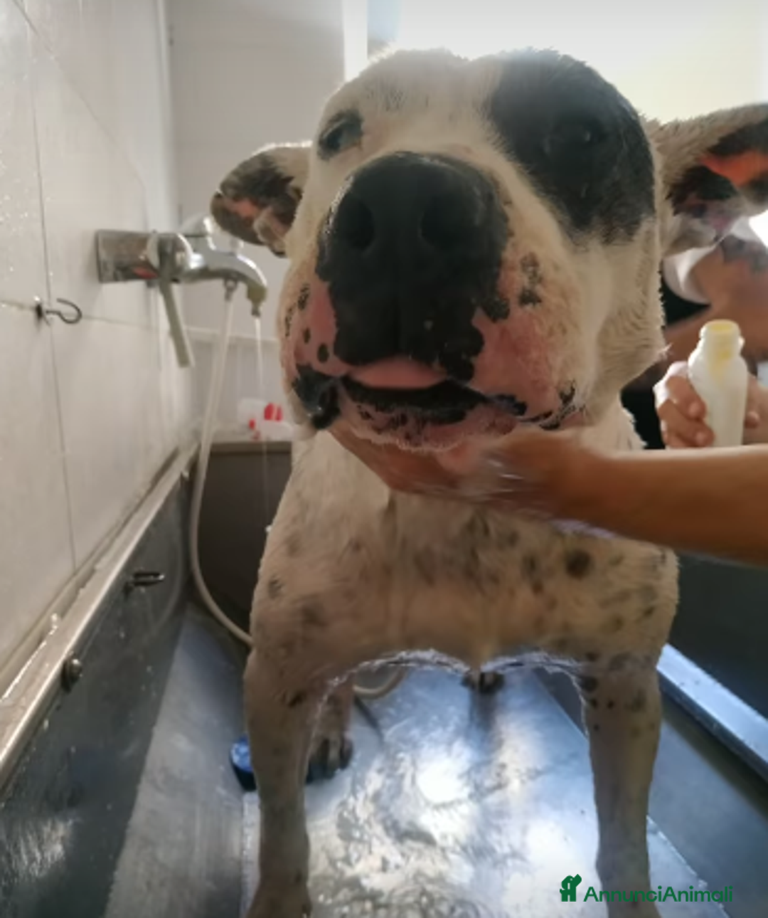 Meticcio cani in regalo: Magda, ci sarà pure qualcuno per te!!! a Città Metropolitana di Bari - Annuncio 11