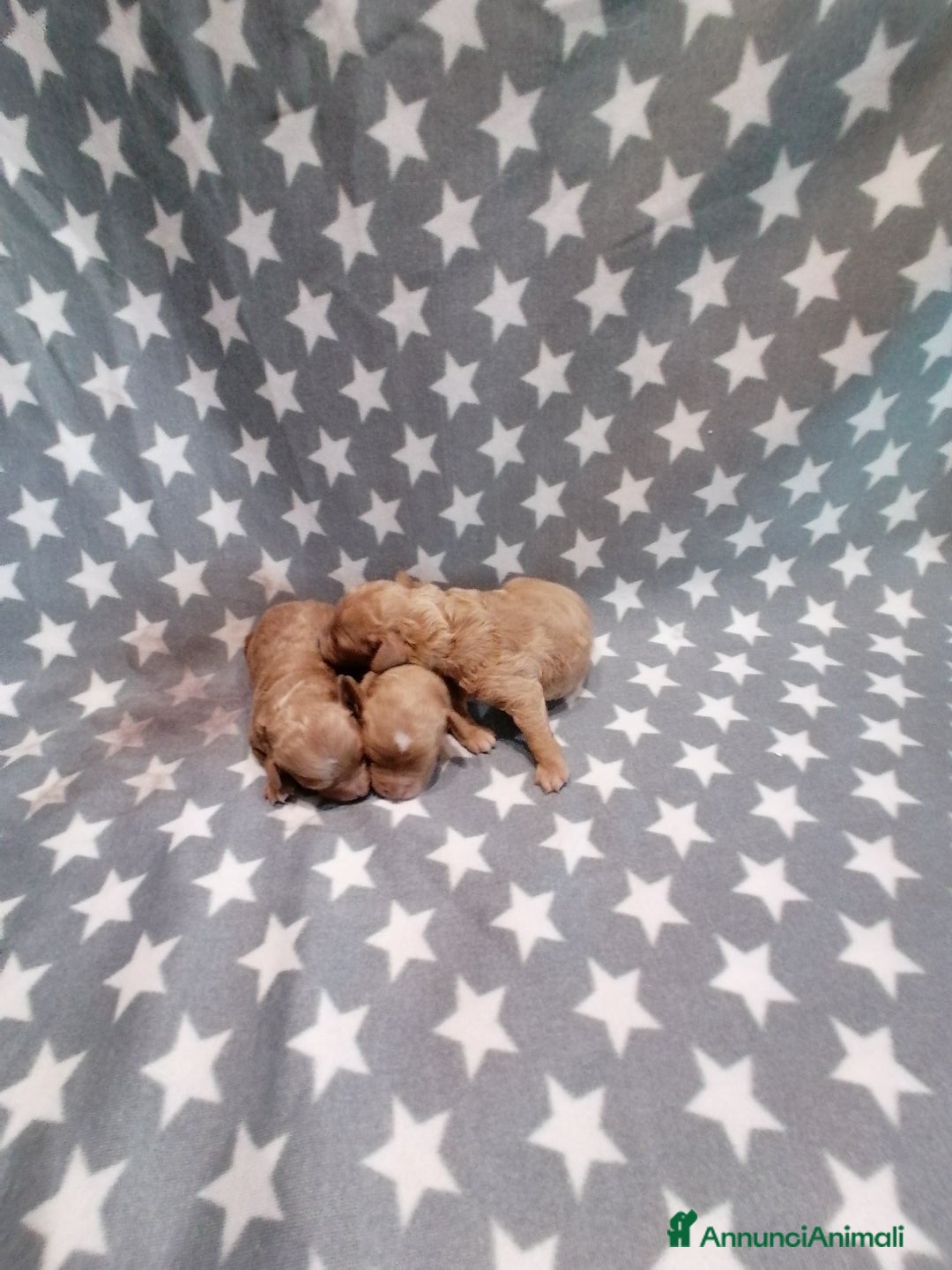 Barboncino Toy cani in vendita: Barboncini Toy cuccioli - Annuncio 5