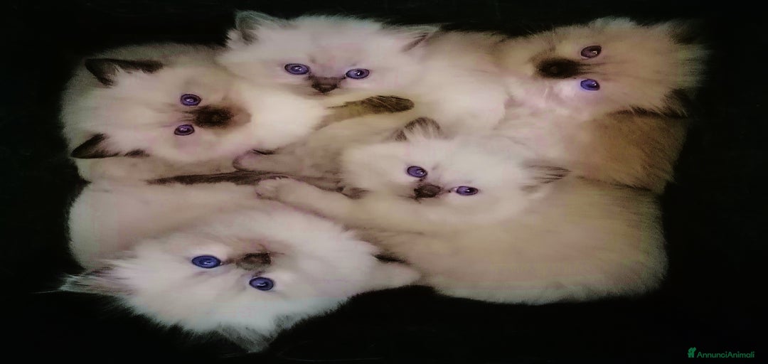 Immagine della galleria {{count}}