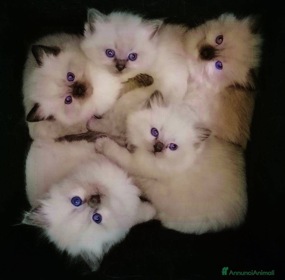 Immagine della galleria {{count}}