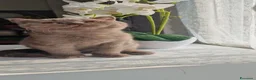 Scottish gatti in vendita: Scottish  - Annuncio 2