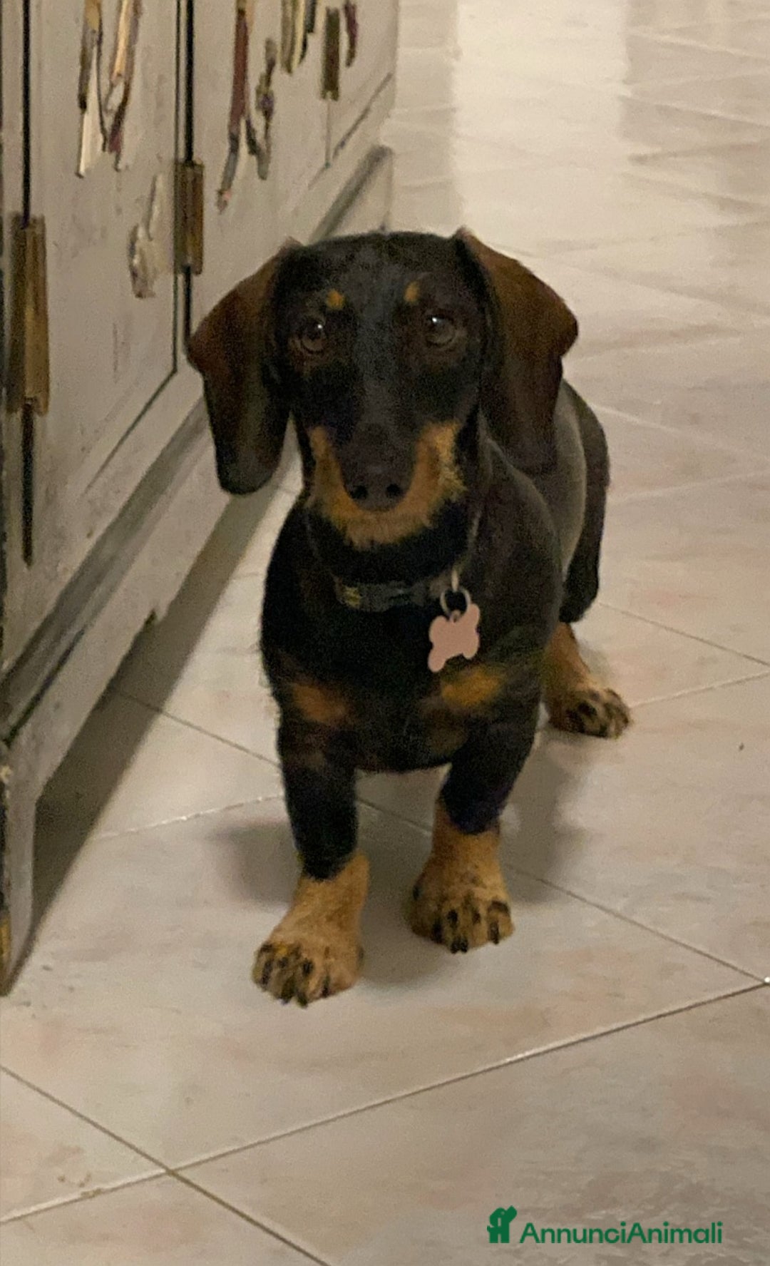 Bassotto cani in vendita: Bassotta 18 mesi taglia nana  - Annuncio 7